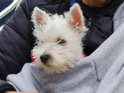 ¿Me puedes decir el precio de un cachorro de Westie?